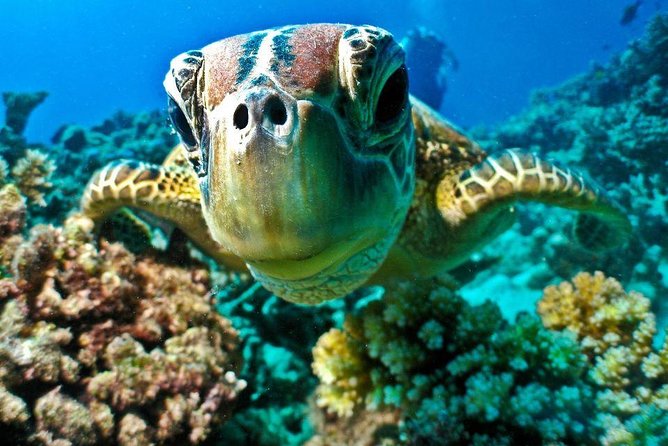 From Hurghada: Sharm El Naga Full-Day Snorkeling Tour - Key Points