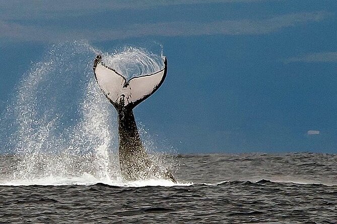 From Maalaea Harbor: Afternoon Whale Watch Cruise Aboard Calypso - Good To Know