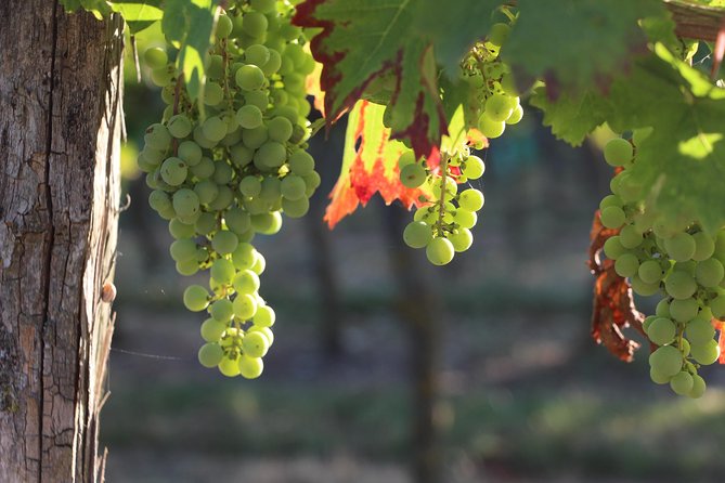 From Nantes - Vineyard of Nantes in Minivan - Half Day - Good To Know