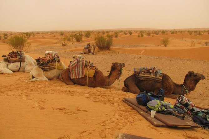 From Tozeur: 3-Day Desert Trip - Key Points