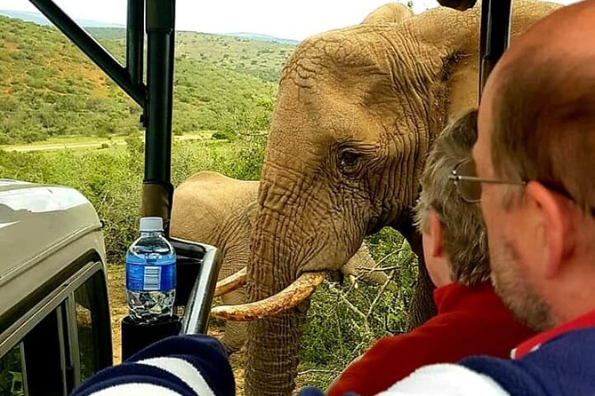 Full Day Addo and Schotia Private Game Reserve Safari - Exploring Addo Elephant National Park