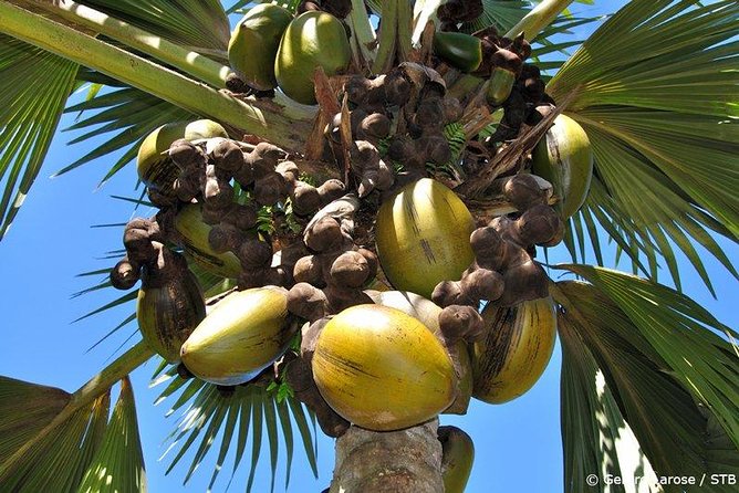 Full Day Discovery Tour of Vallee De Mai and Anse Lazio on Praslin Island - Good To Know