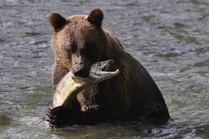Full Day Grizzly Bear Tour to Bute Inlet - Good To Know