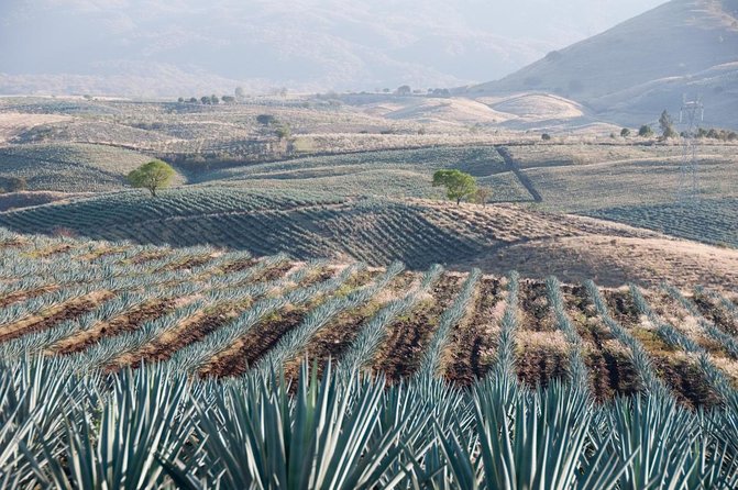 Full Day in Tequila With Tasting and Party in Cantaritos - Key Points