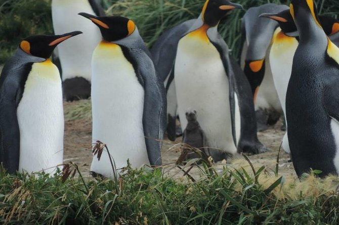 FULL DAY KING PENGUIN COLONY (Private Tours) - About Your Stay