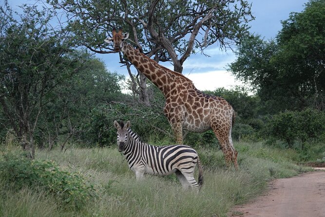Full Day Kruger Park Wildlife Safari From Hoedspruit - Good To Know
