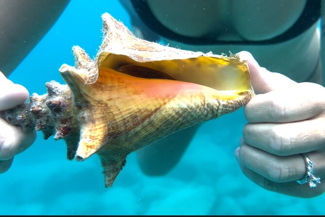 Full Day Luxury Catamaran Turtle Snorkel and Beach Getaway - Overview and Experience