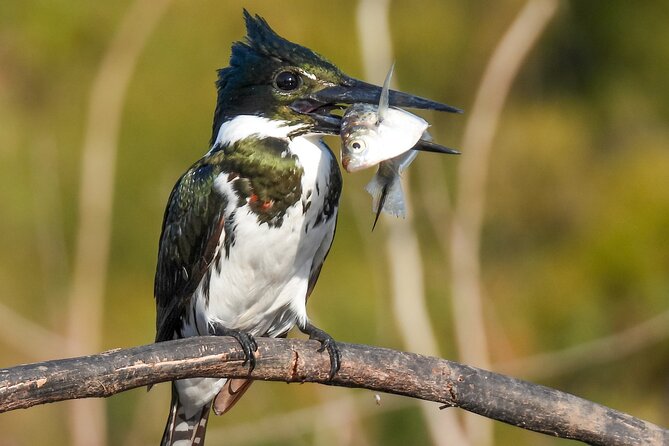 Full Day Paraguay River Nature and Wildlife Boat Tour - Good To Know