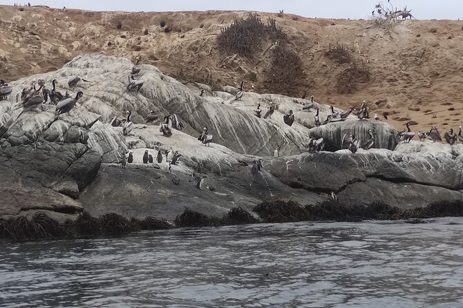 Full-Day Penguins Island, Winery & Horse Riding From Santiago - About Your Stay