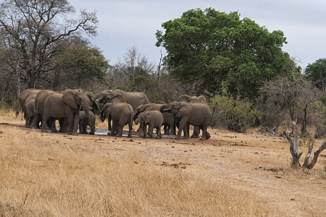 Full Day Safari From Johannesburg - Pilanesberg Nature Reserve - Good To Know