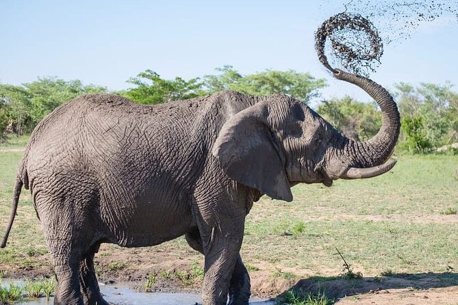 Full-day Safari Tour in Chobe - Good To Know