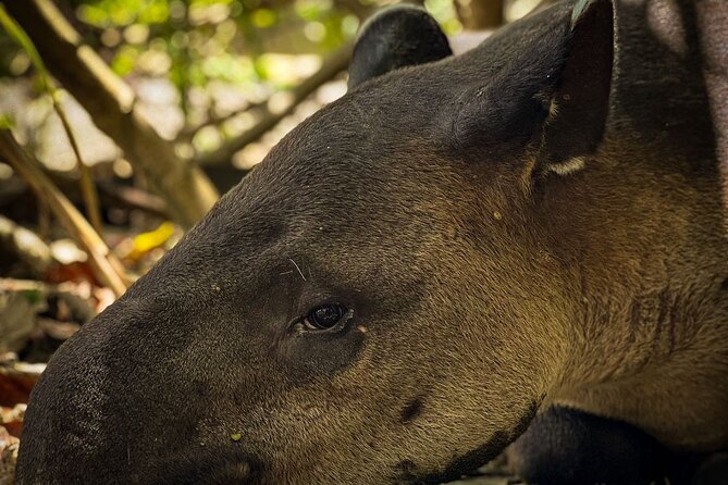 Full Day Tour Corcovado National Park. - About Your Stay