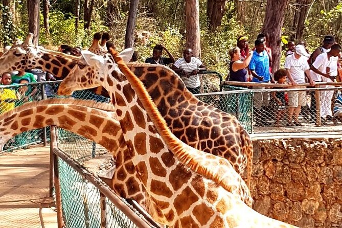 Full Day Tour in Mombasa - Good To Know