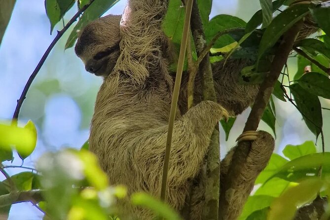 Full Day Tour Manuel Antonio National Park From San José - Good To Know