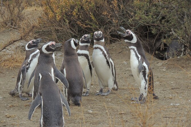 Full Day Tour Penguin Walk in Punta Tombo - Good To Know