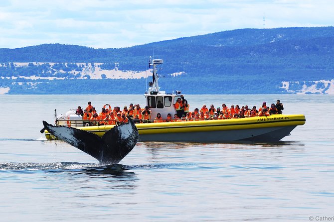 Full-Day Whale Watching Cruise From Quebec City - Good To Know