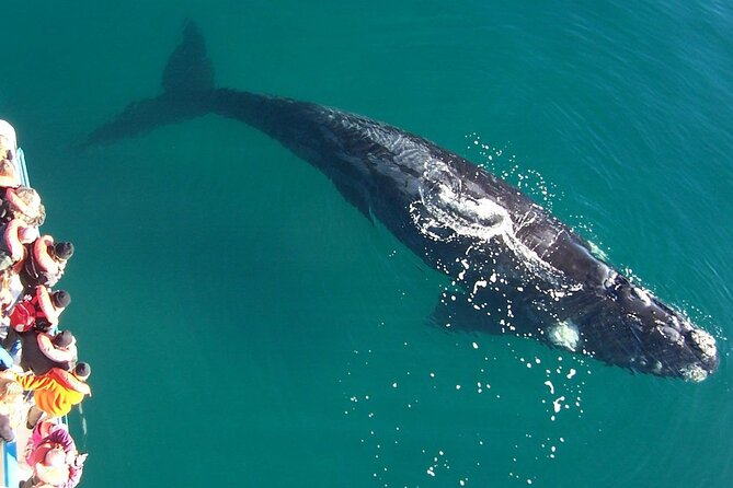 Full Day Whale Watching From Puerto Madryn - About Your Stay