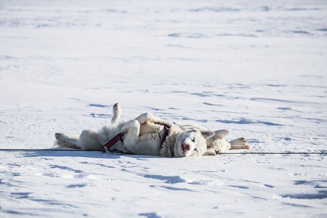 Fun & Easy Dog Sledding Adventure - Early Bird 08:10 - Key Points