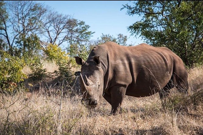Game Drive and Rhino Viewing Safari - Good To Know