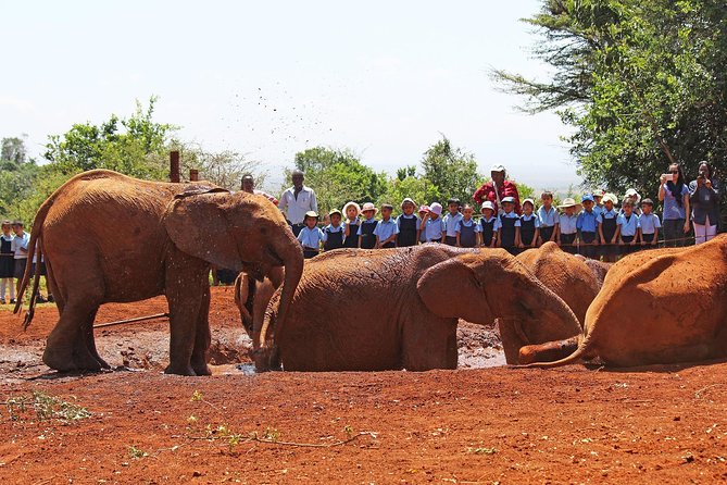 Giraffe Center & Elephant Orphanage Guided Day Tour From Nairobi - Inclusions and Pricing