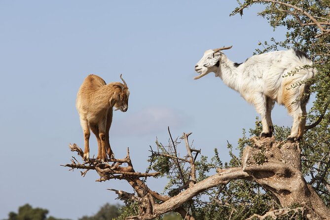 Goat on Trees & Crocodile Park Including Tickets and Hotel Pickup - Good To Know