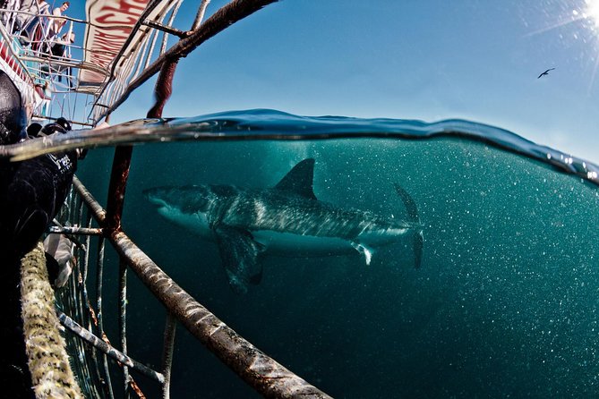 Great White Shark Diving Experience. - Good To Know