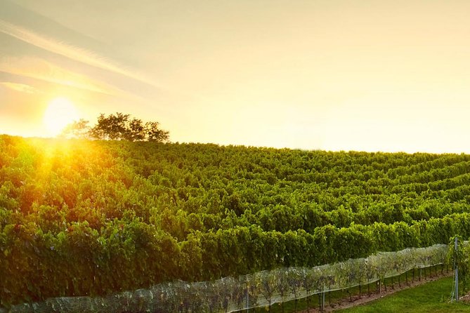 Great Wine Tour in Small Carpathian Hills - Good To Know