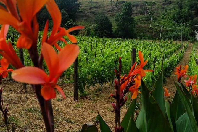 Greek Temples Of Paestum , Mozzarella Factory And Wineries - Tour Overview
