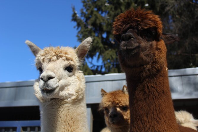 Guided Lilymoore Alpaca Farm Tour - Good To Know