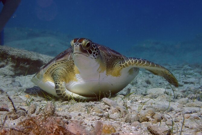 Guided Snorkeling Trip to the Turtles in Protaras - Good To Know