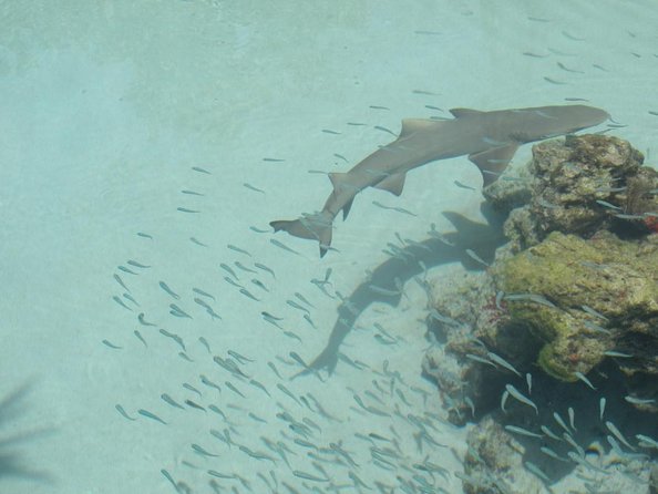 Guided Tour of Coral World Ocean Park & Happy Hour - Good To Know