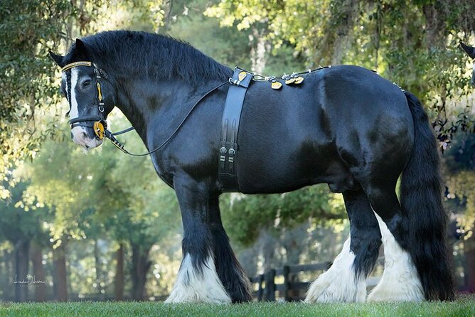 Gypsy Gold Horse Farm Walking Tour - Good To Know