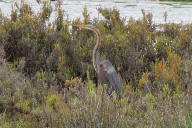Half-Day Birdwatching at the Abicada Marshed - Additional Information