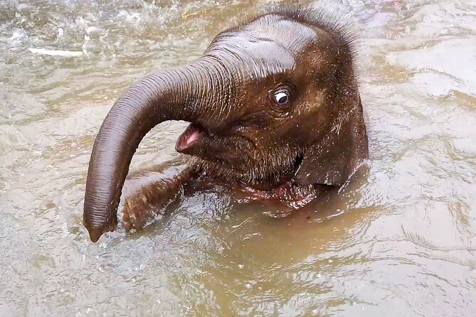 Half Day: Elephant Village Sanctuary - Good To Know