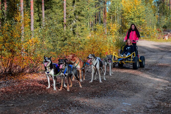 Half Day Husky Wheel Sled in Finland  – Rovaniemi