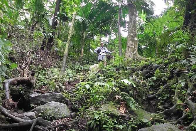 Half-Day St. Kitts Rainforest Hike - Good To Know