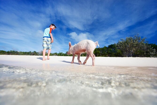Harbour Island Swimming Pigs and Beaches Boat Tour With Lunch - Good To Know