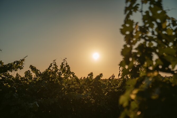Heraklion Private Half-Day Wine Tasting Tour in Lyrarakis Winery - Good To Know