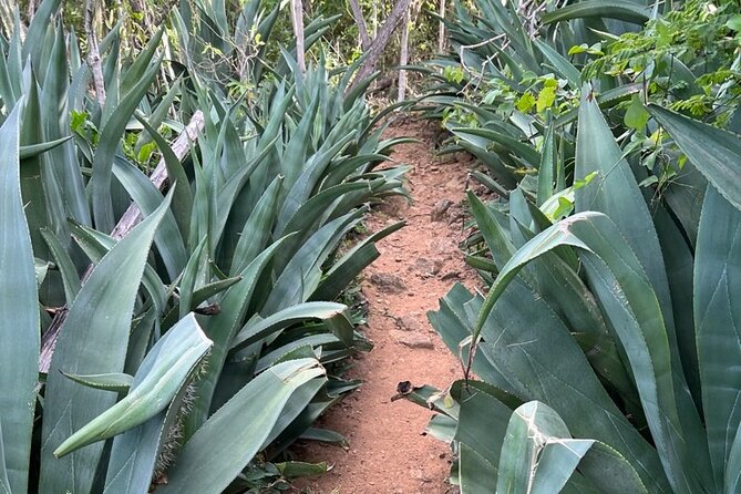 Hike Goto Flamingo Meer Trail & Explore North Bonaire - Activity Overview