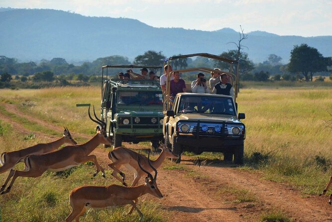 Hluhluwe Imfolozi Game Reserve & Phezulu Safari Park From Durban - Good To Know