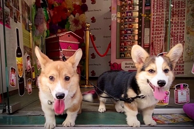 Honey and Mead Tasting With Corgis - Key Points