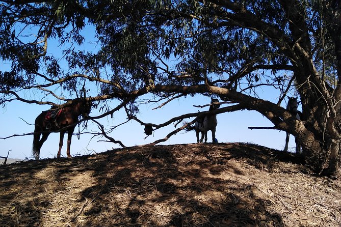 Horse Riding in Agadir National Park - Overview of Agadir National Park