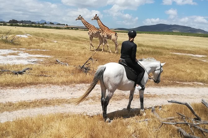 Horse Riding Wildlife Safari - Key Points