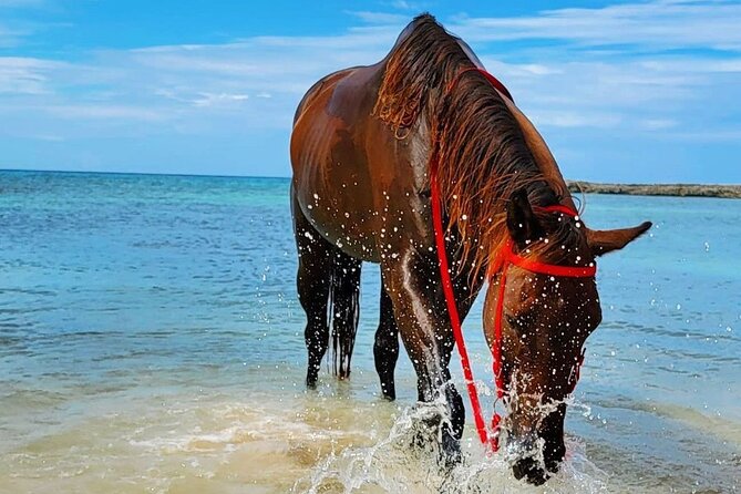 Horseback Ride and Swim From Montego Bay - Inclusion and Transportation