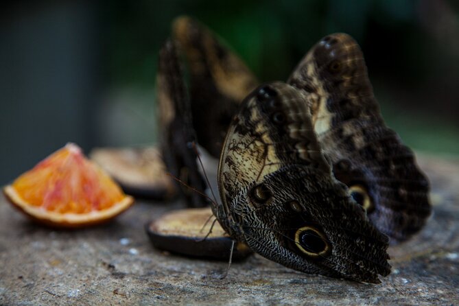 House of the Butterflies Review: A Colorful Experience - Key Points