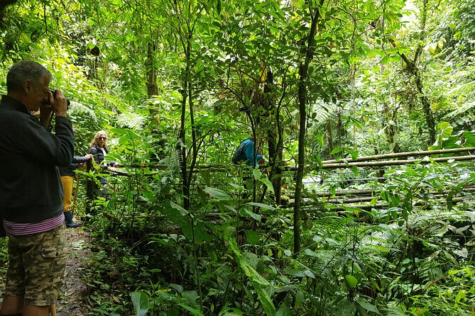 Howler Monkey Tour - Filandia Views And Gastronomy - Good To Know
