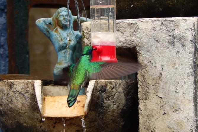 Hummingbird Watching Private Tour (4 Hrs.) - Experience Highlights