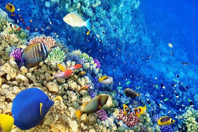 Hurghada Snorkelling - Key Points