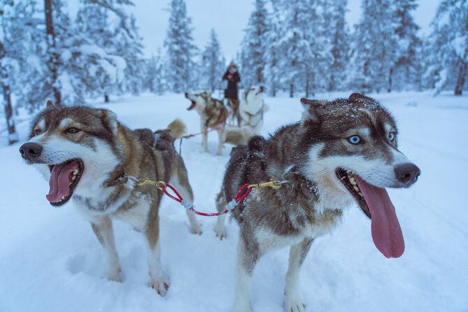 Husky Sleigh Ride to the Deeper Forest 12 to 14 Km - Key Points
