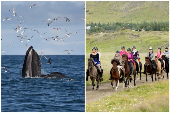 Icelandic Horse Riding and Whale Watching Cruise From Reykjavík - Good To Know